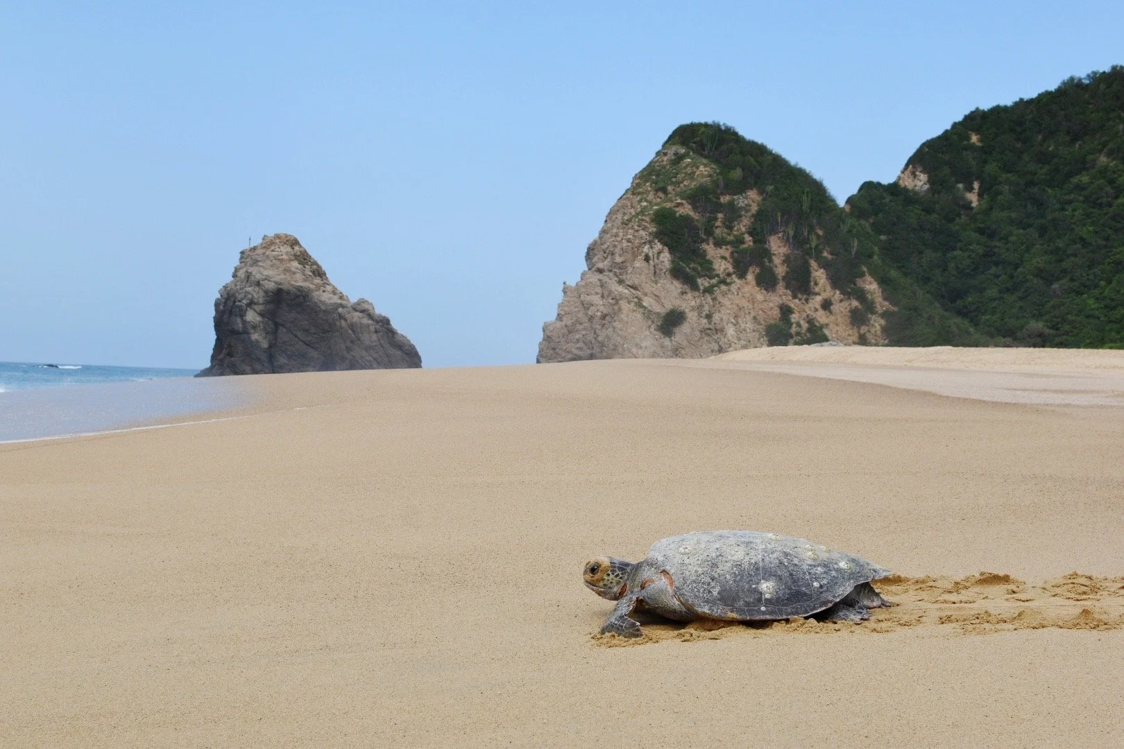 Colola Proyecto de Tortugas – Mexico (2021)