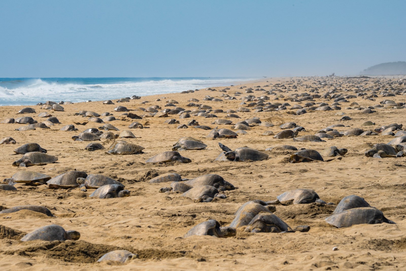 olive-ridley-arribada-la-escobilla-mexico-tui-de-roy.jpg