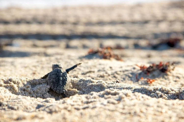 How Many Eggs Does It Take to Make an Adult Turtle?