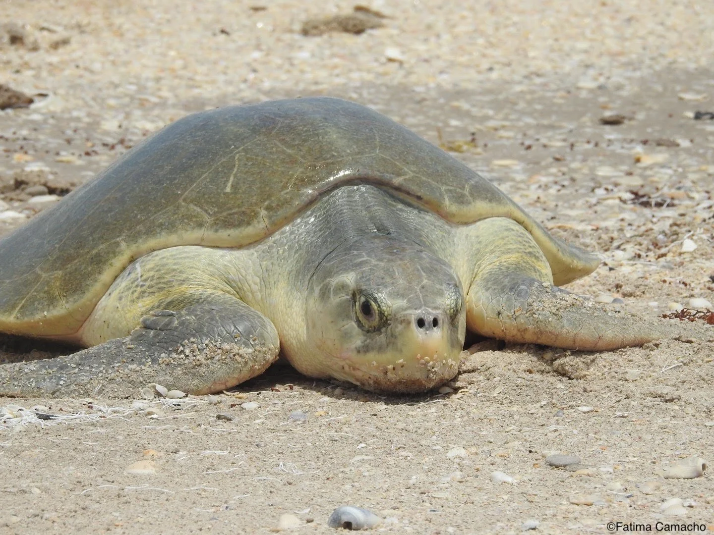 César Paúl Ley-Quiñónez - Mexico (2022)