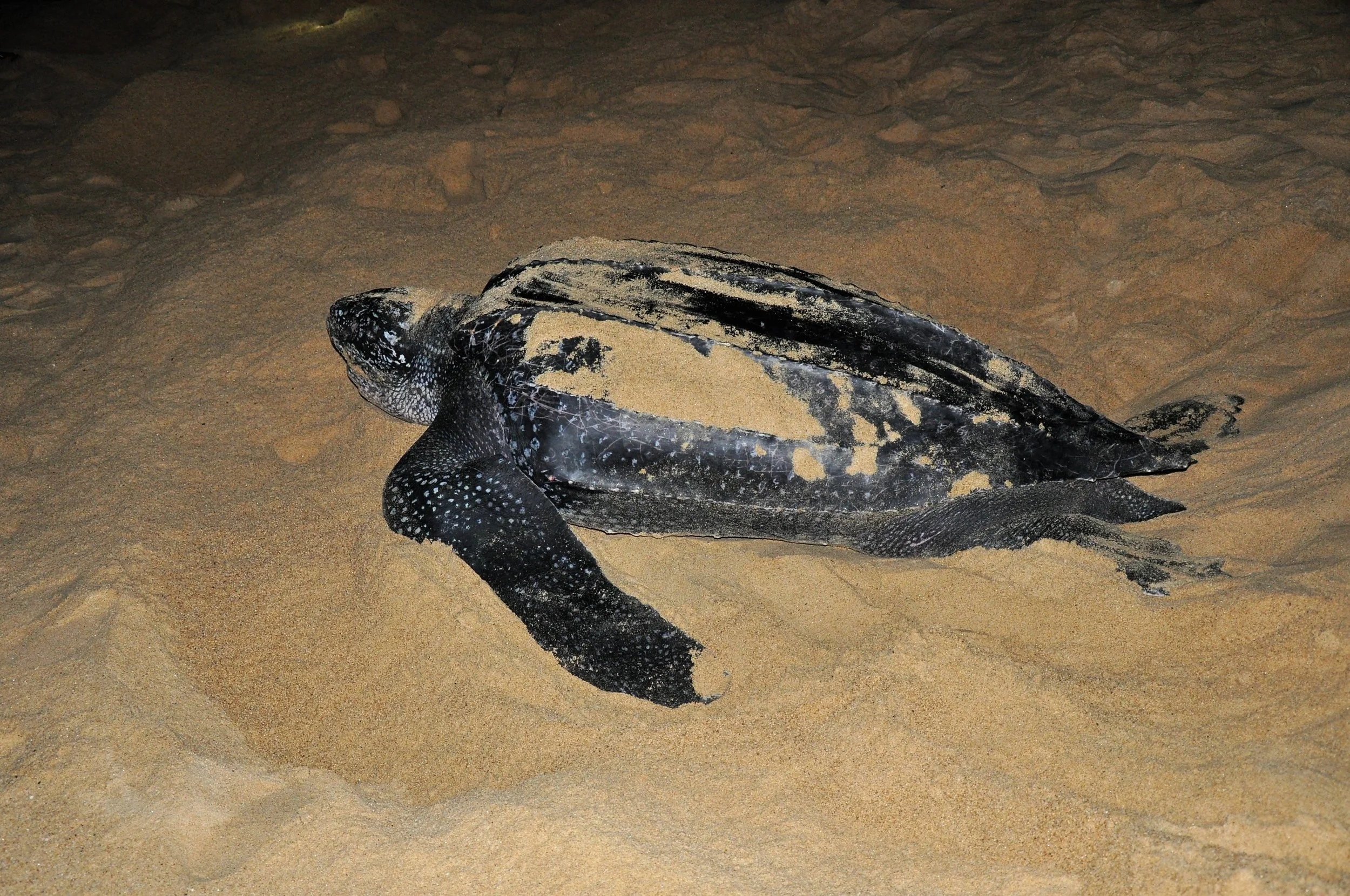 Universidad Michoacana de San Nicolas de Hidalgo – Mexico (2023)