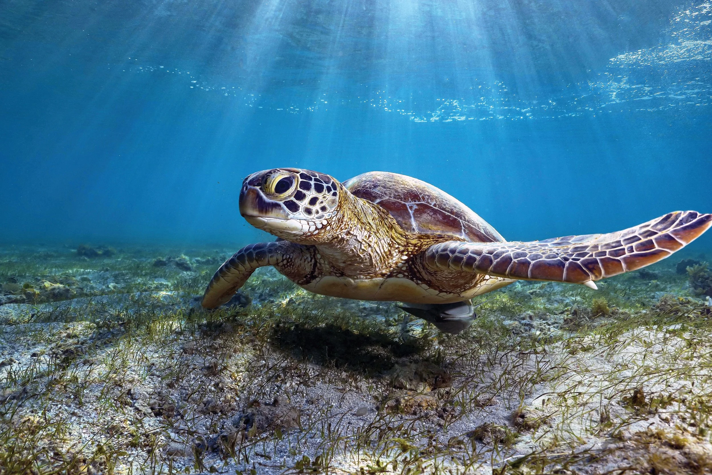 The Rise and Fall of Green Turtles and Seagrasses in Bermuda