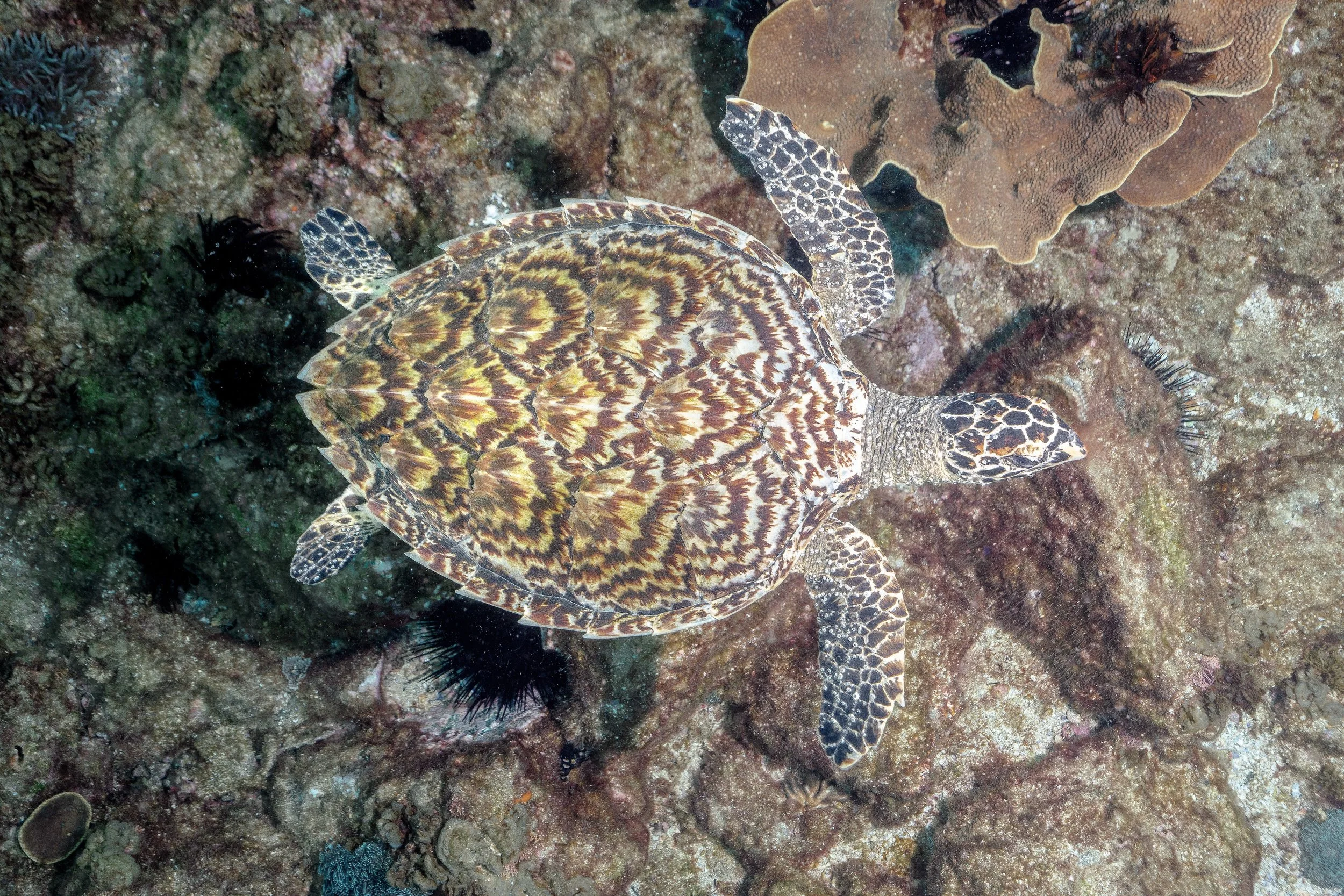 Addressing Hawksbill Turtle Trade in the Asia-Pacific Region