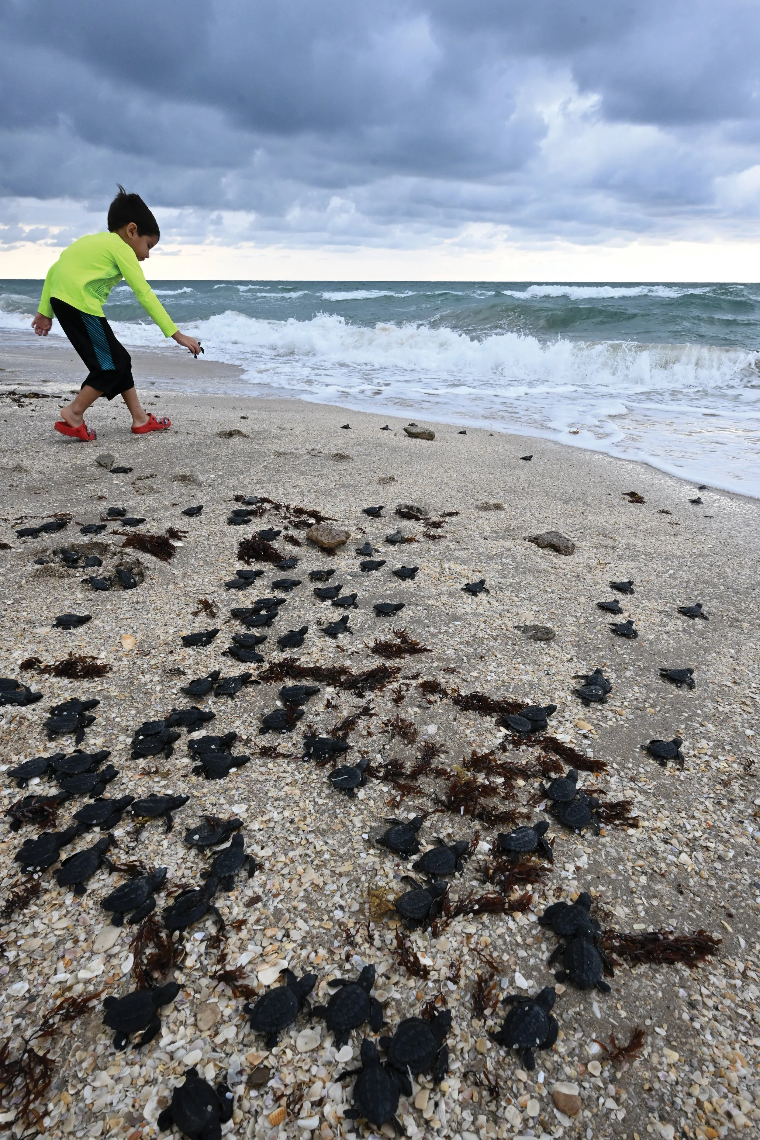 How Behavioral Science (and Team BEACH) Can Help Sea Turtles