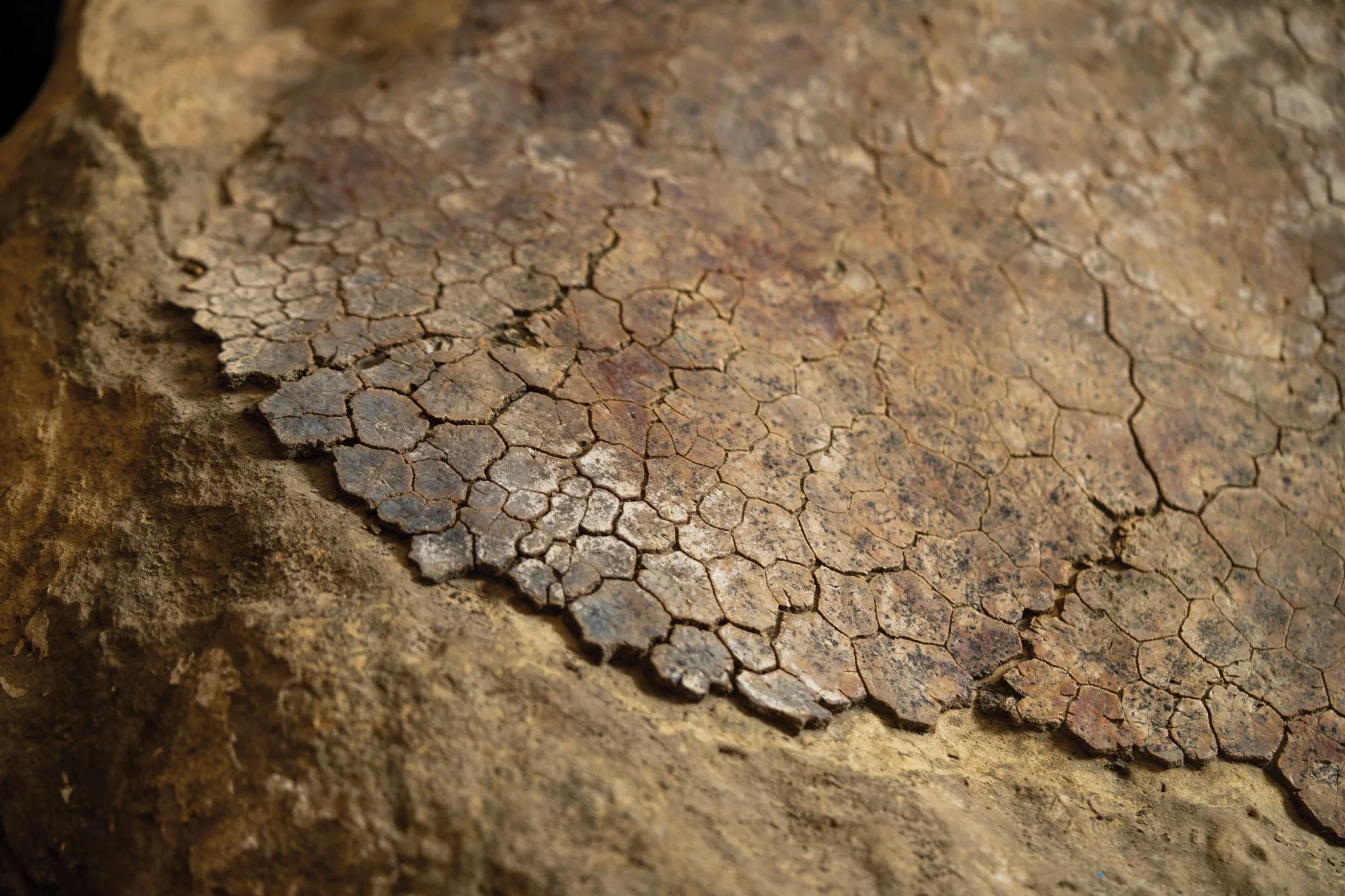 FAQs About Sea Turtles: What Can Fossils Tell Us About Today’s Sea Turtles?