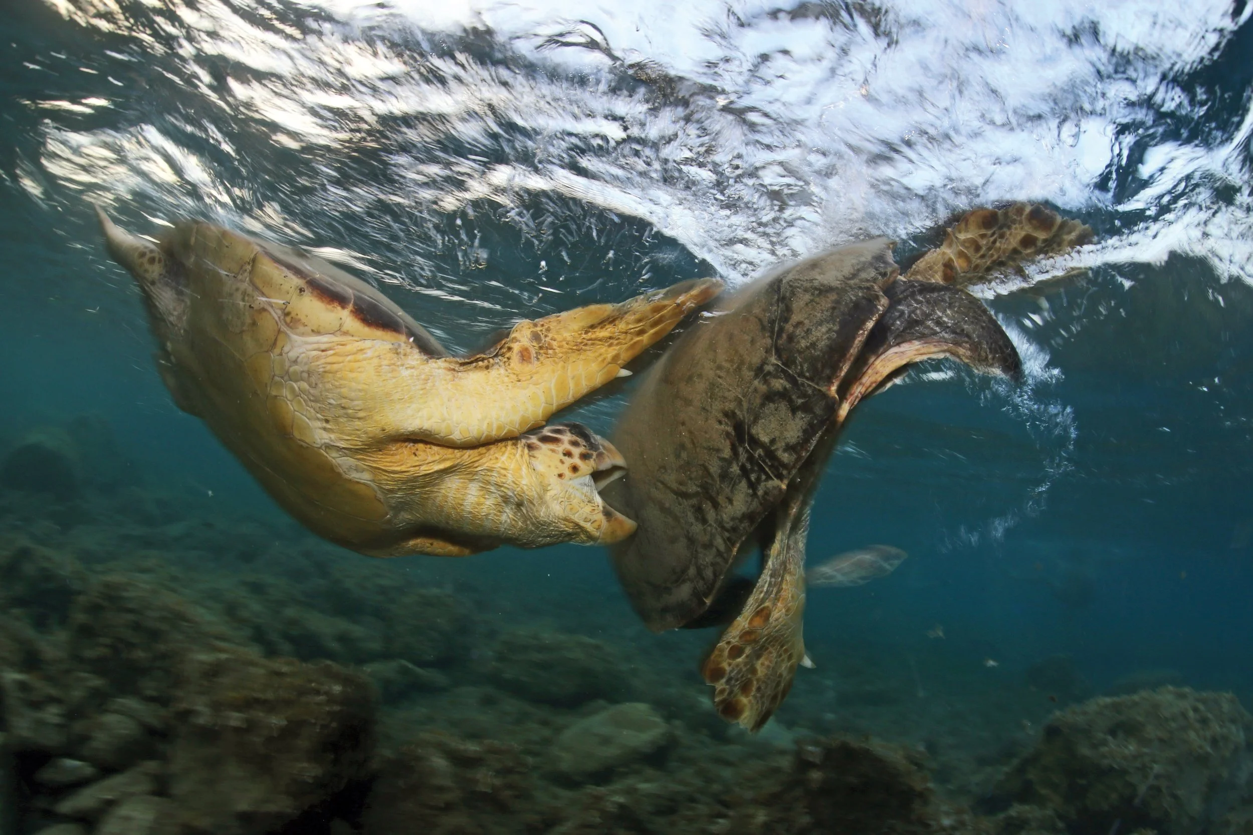 FAQs About Sea Turtles: Do Sea Turtles Communicate?