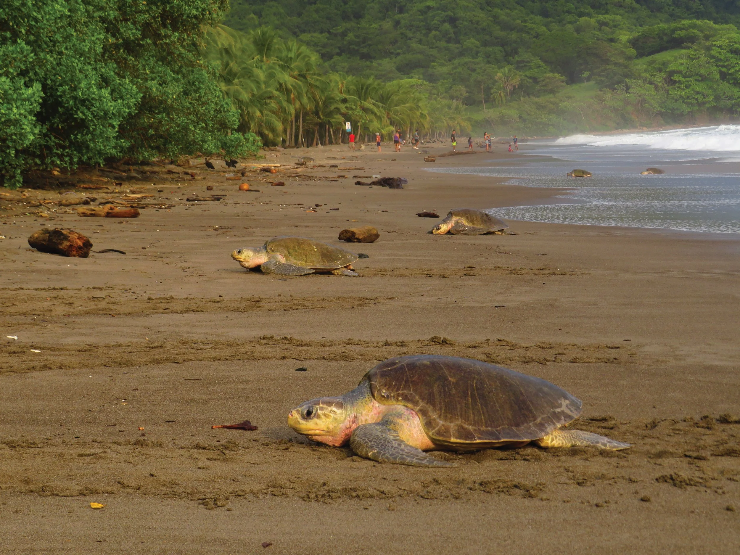 Costa Rica’s Newest Arribada Beach Faces an Uncertain Future