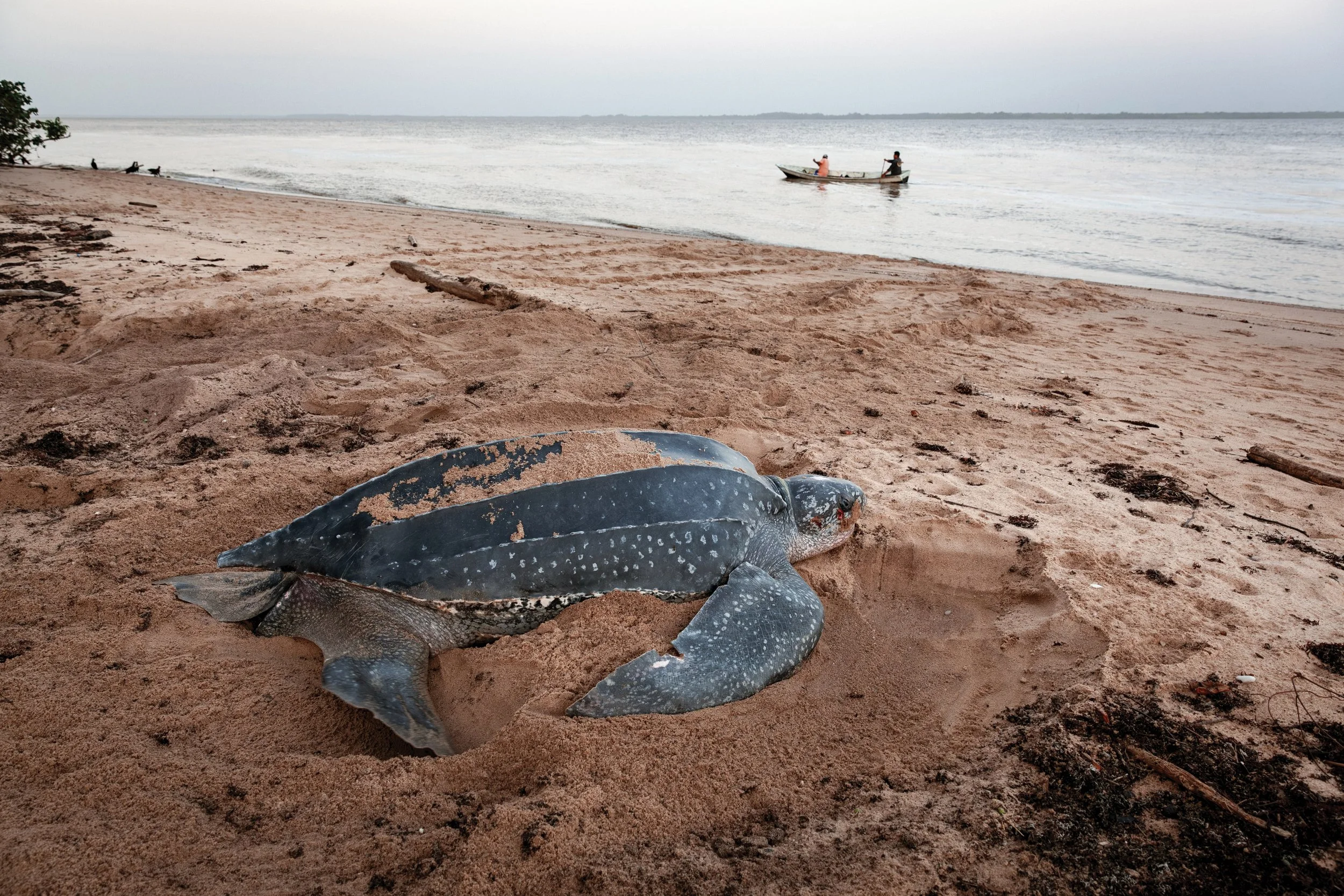 The Guianas at a Crossroads: Leatherbacks, Illegal Fishing, and the Cost of Inaction