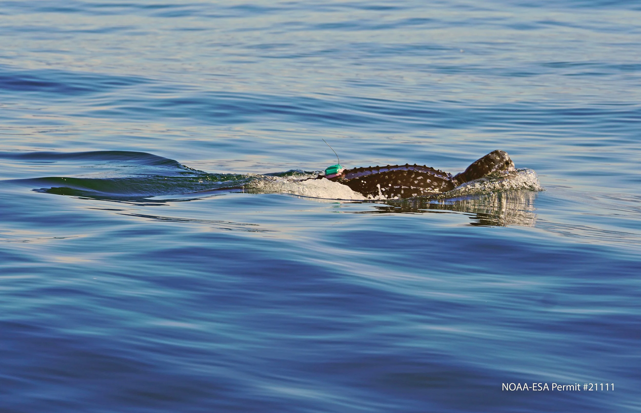 Pacific Leatherback Monitoring Drives Oceanwide Conservation Planning