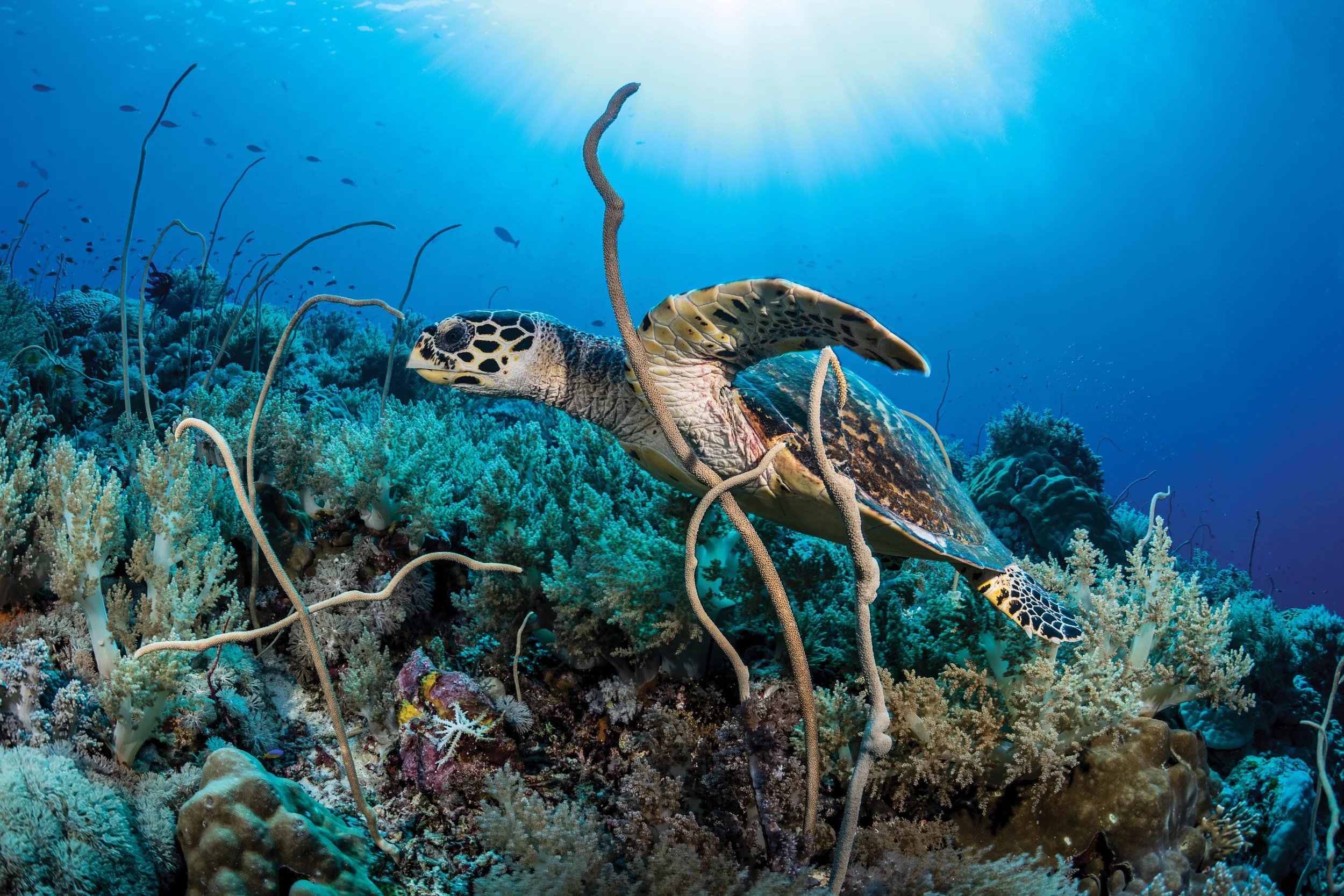 Strengthening Collaboration for Hawksbill Protection