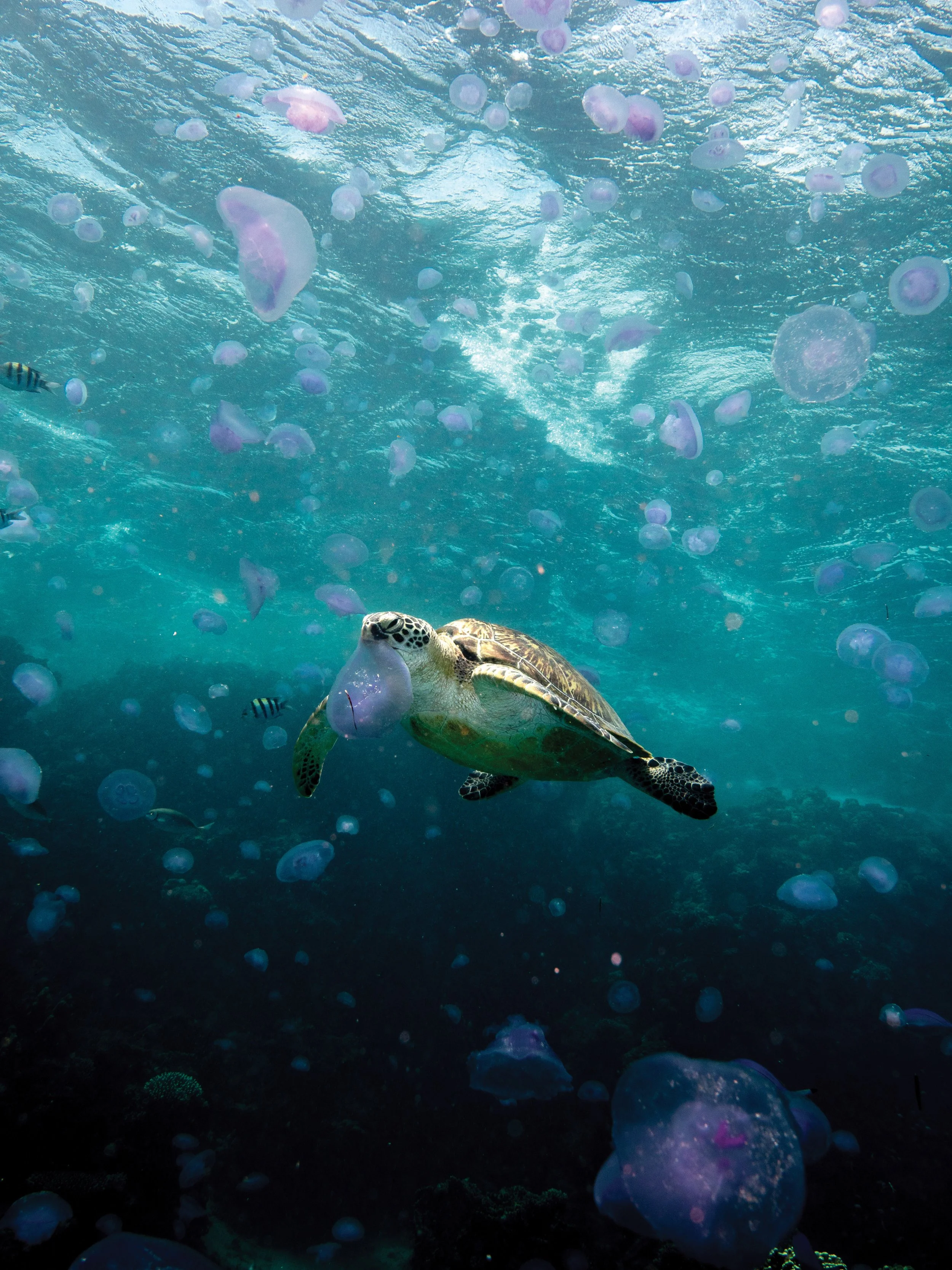 The Conservation Status of Green Turtle Populations Worldwide