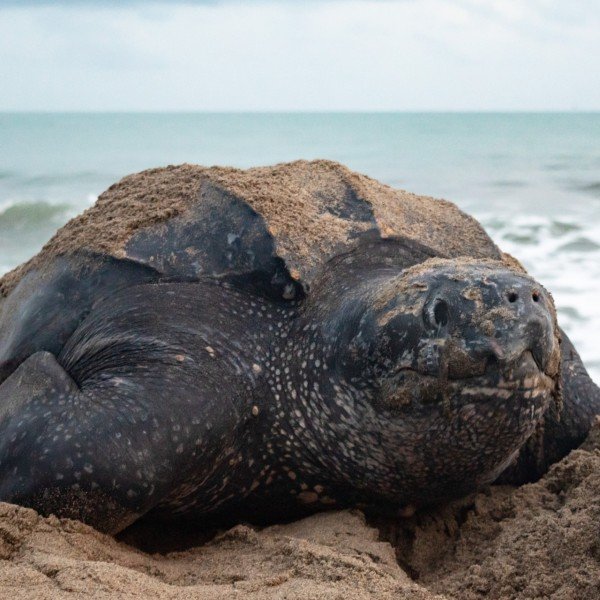 Julieth Vanessa Tabares Polo (2024)