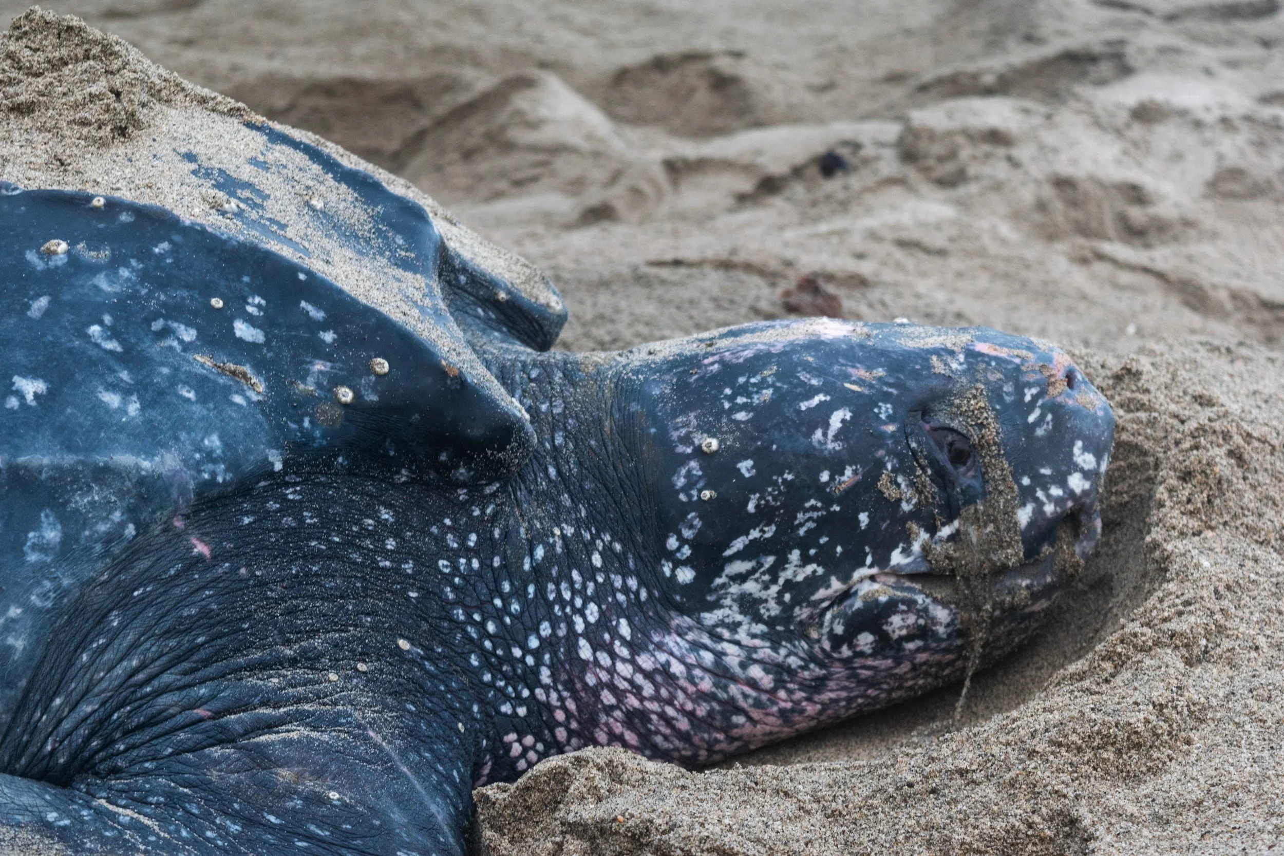 Principia Naturae A.C. (2024)