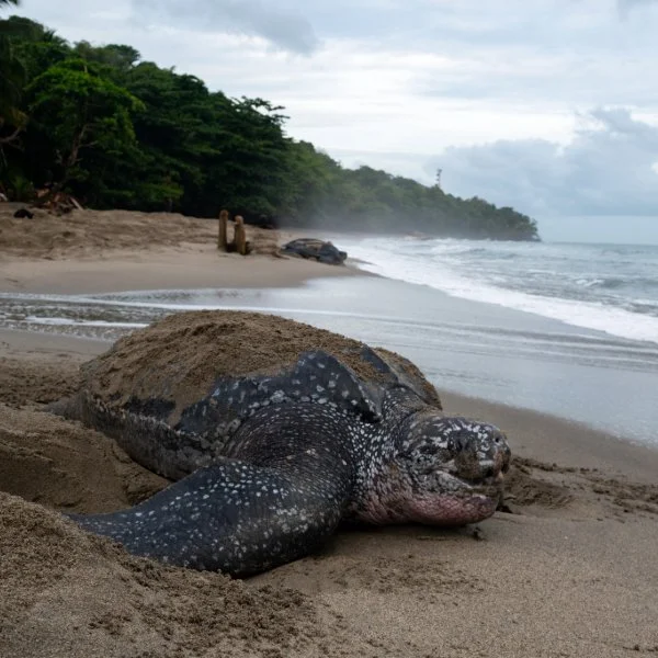 JUSTSEA Foundation (2024)