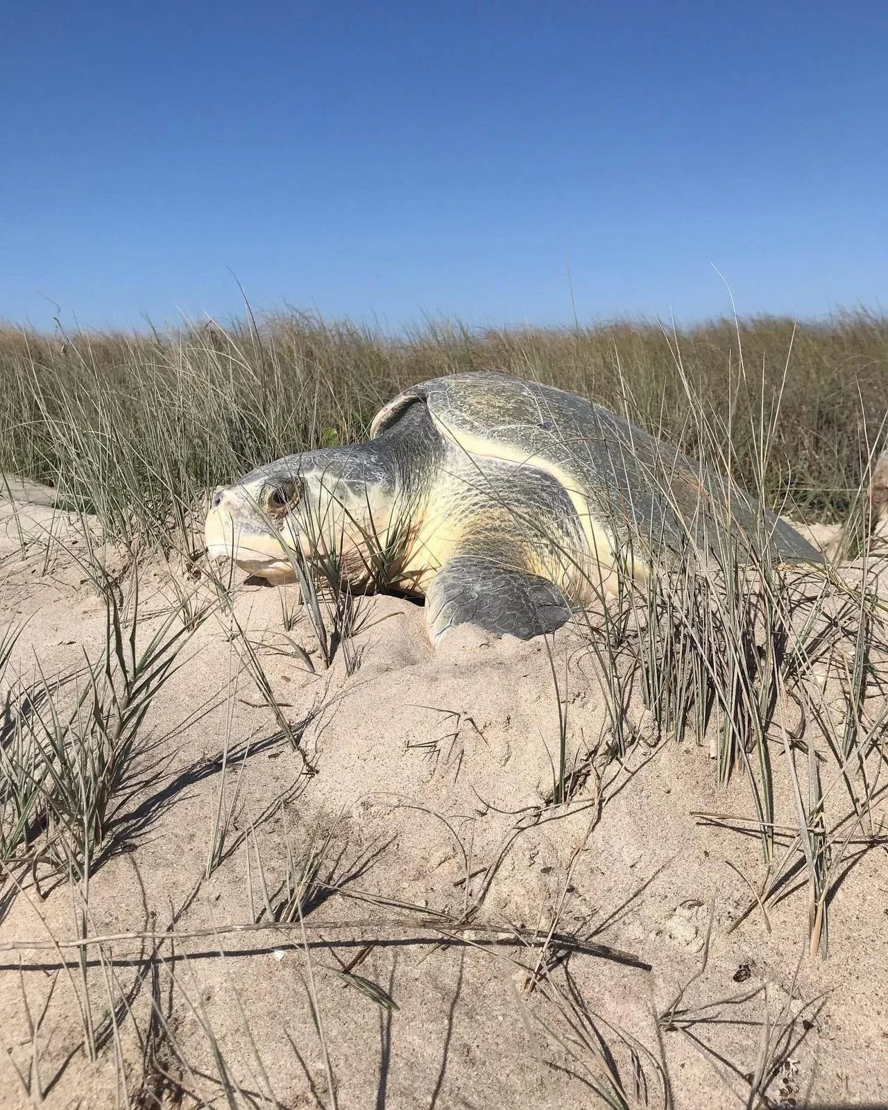 César Paúl Ley-Quiñónez (2024)