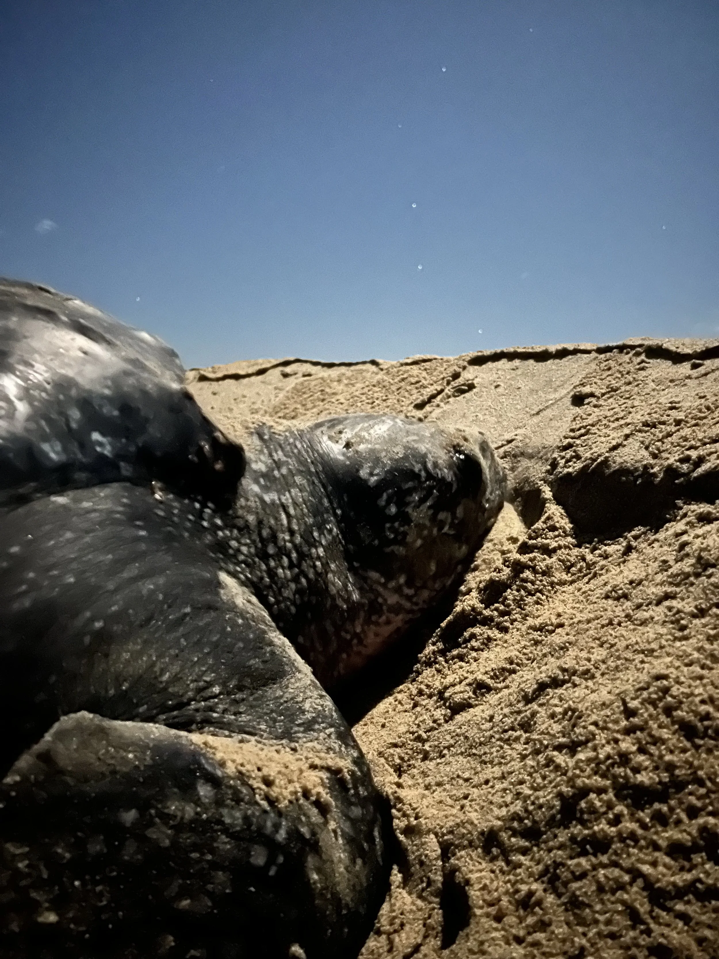 Mildred Alpizar Quezada (2024)