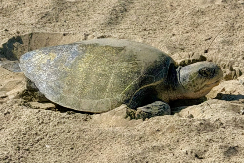 Q&amp;A: First Documented Sea Turtles Nest in California, U.S.A