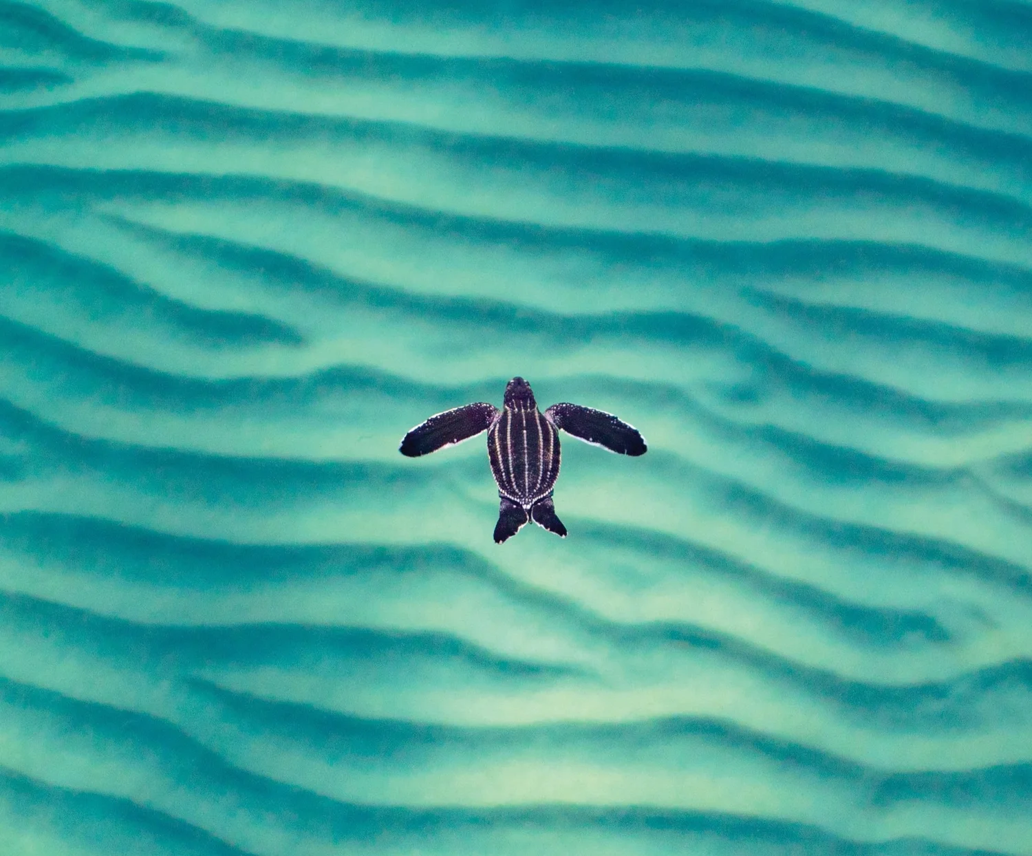 North Turtle The State of Sea Turtles in the North Atlantic Ocean — The State of the ...
