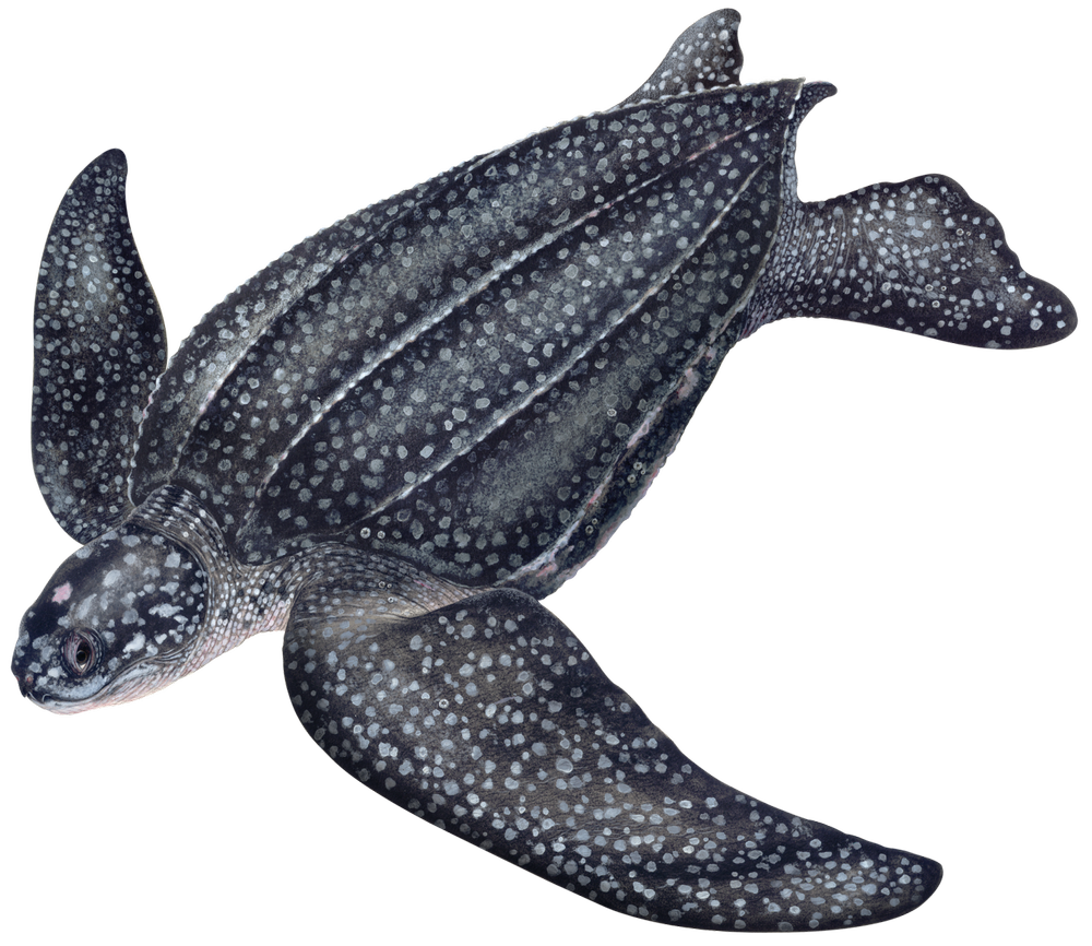 Sea Turtles: The Ultimate Expert Guide — The State of the World's Sea ...