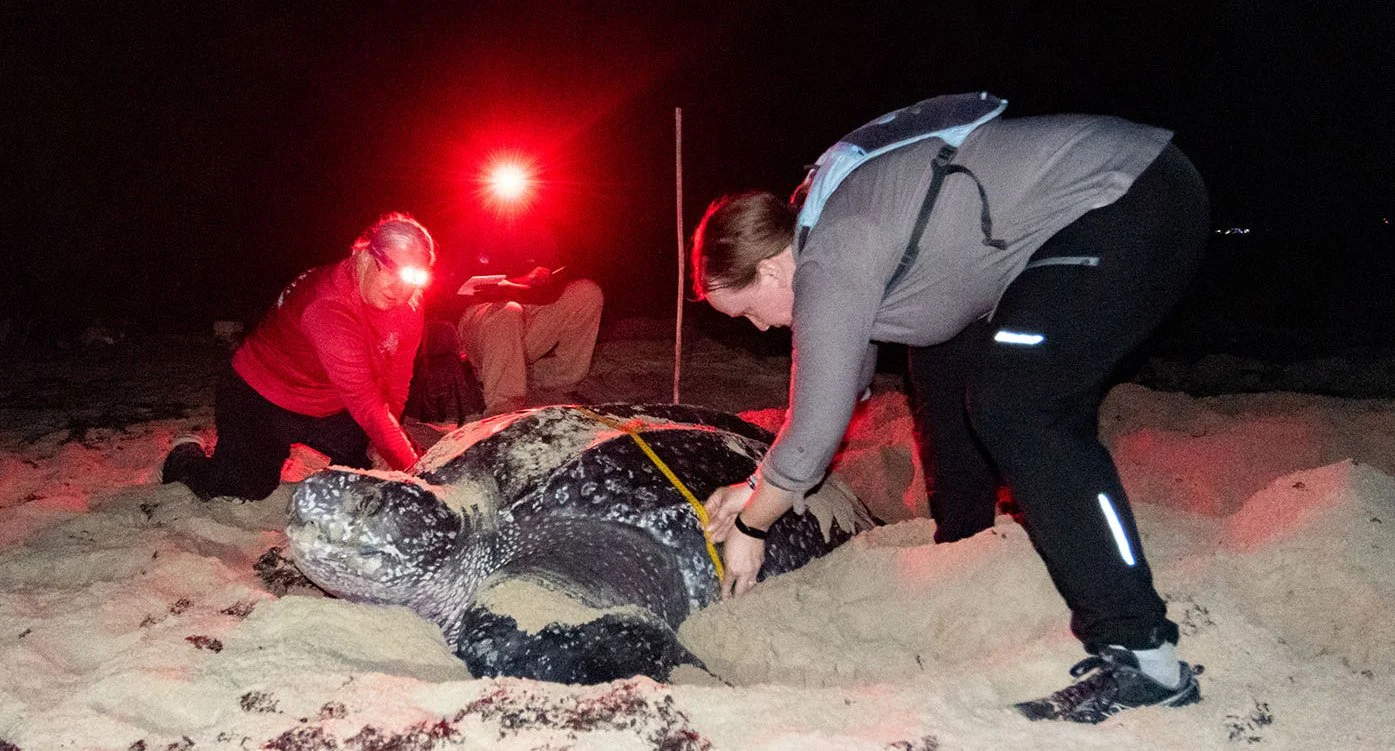 Volunteer and researcher measuring a nesting sea turtle on a beach at night for conservation data.
