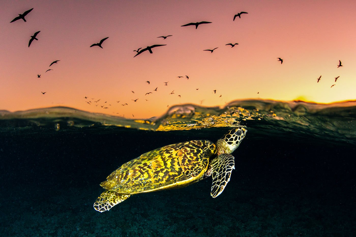 Hawksbill Turtle, Sea Turtles, Species