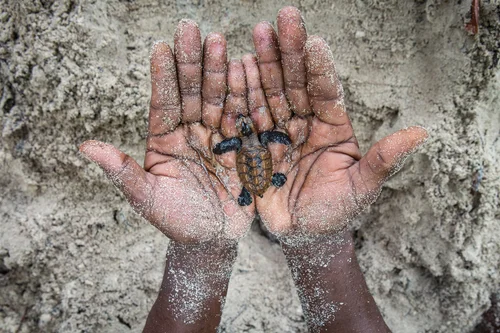 Sea Turtles and Tradition in the Pacific Islands — The State of the ...