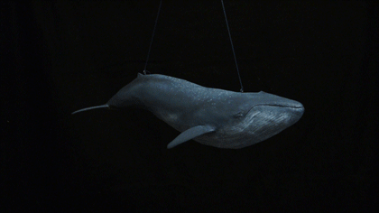 blue whale
