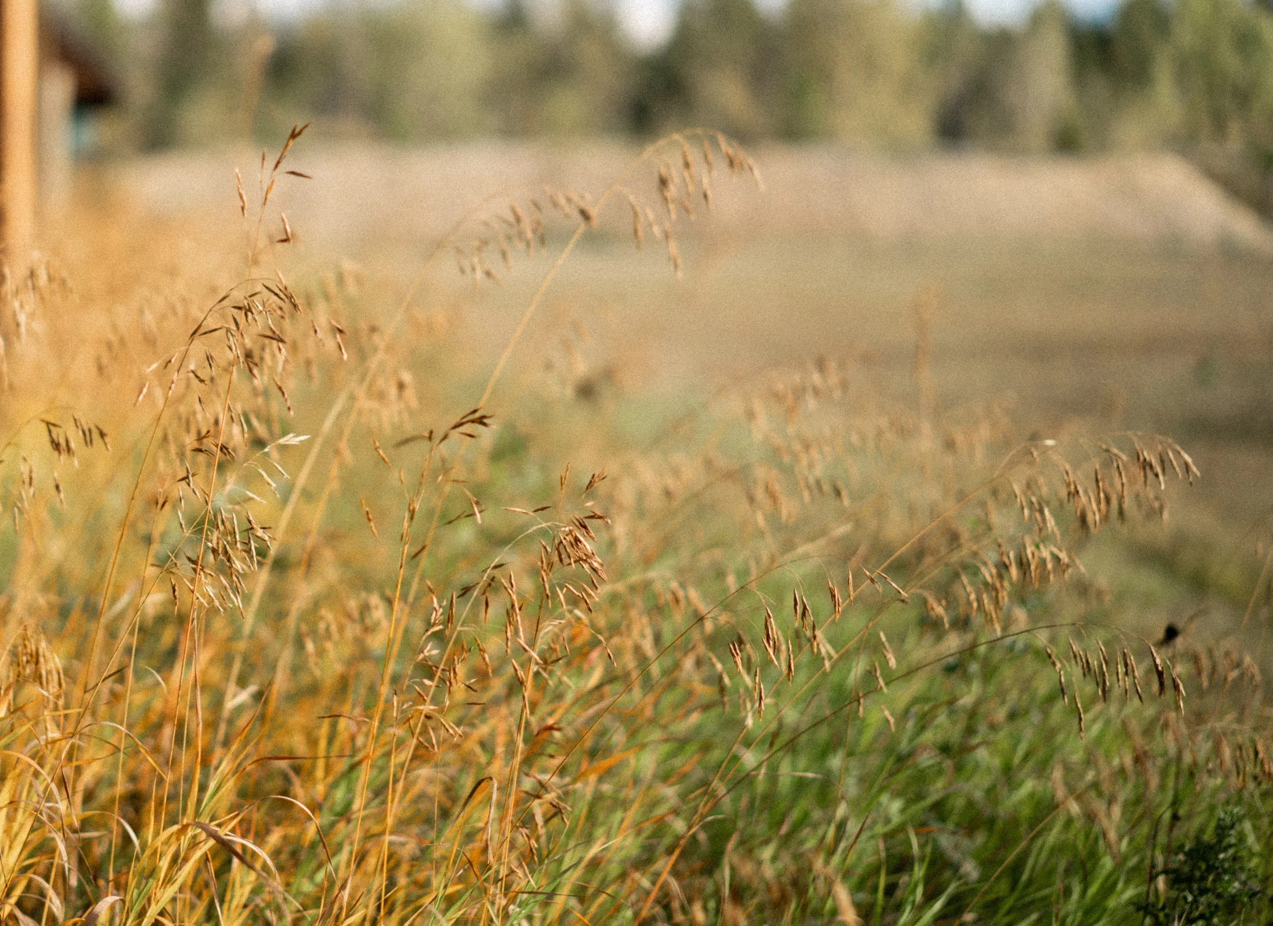 GoldenRod&GunClub-9-min.jpg