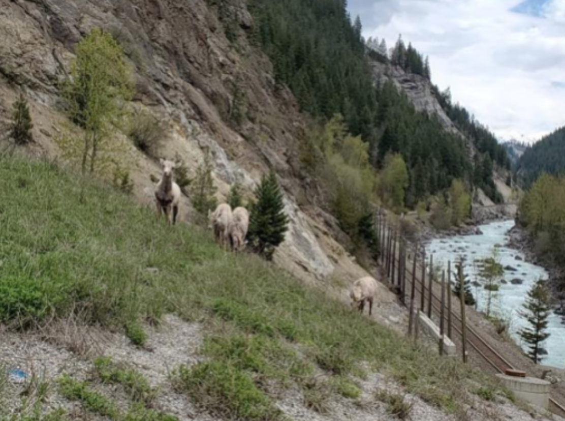 Kicking Horse Bighorn Sheep Project 