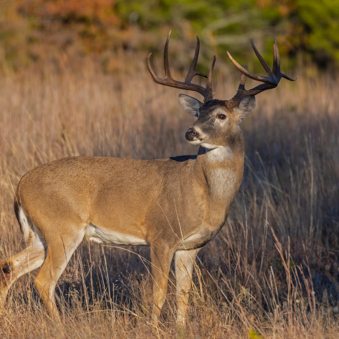 How To Submit a Deer Head for the CWD Program