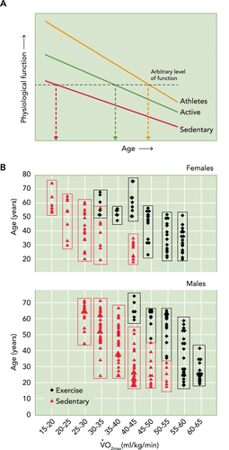 Oxygen capacity over lifespan - trajectory for active individuals does not dip to sedentary values