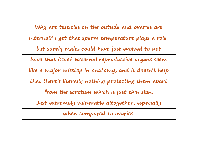 Why Are Testicles On The Outside And Ovaries Are Internal? External Reproductive Organs Seem Like A Major Misstep In Anatomy.