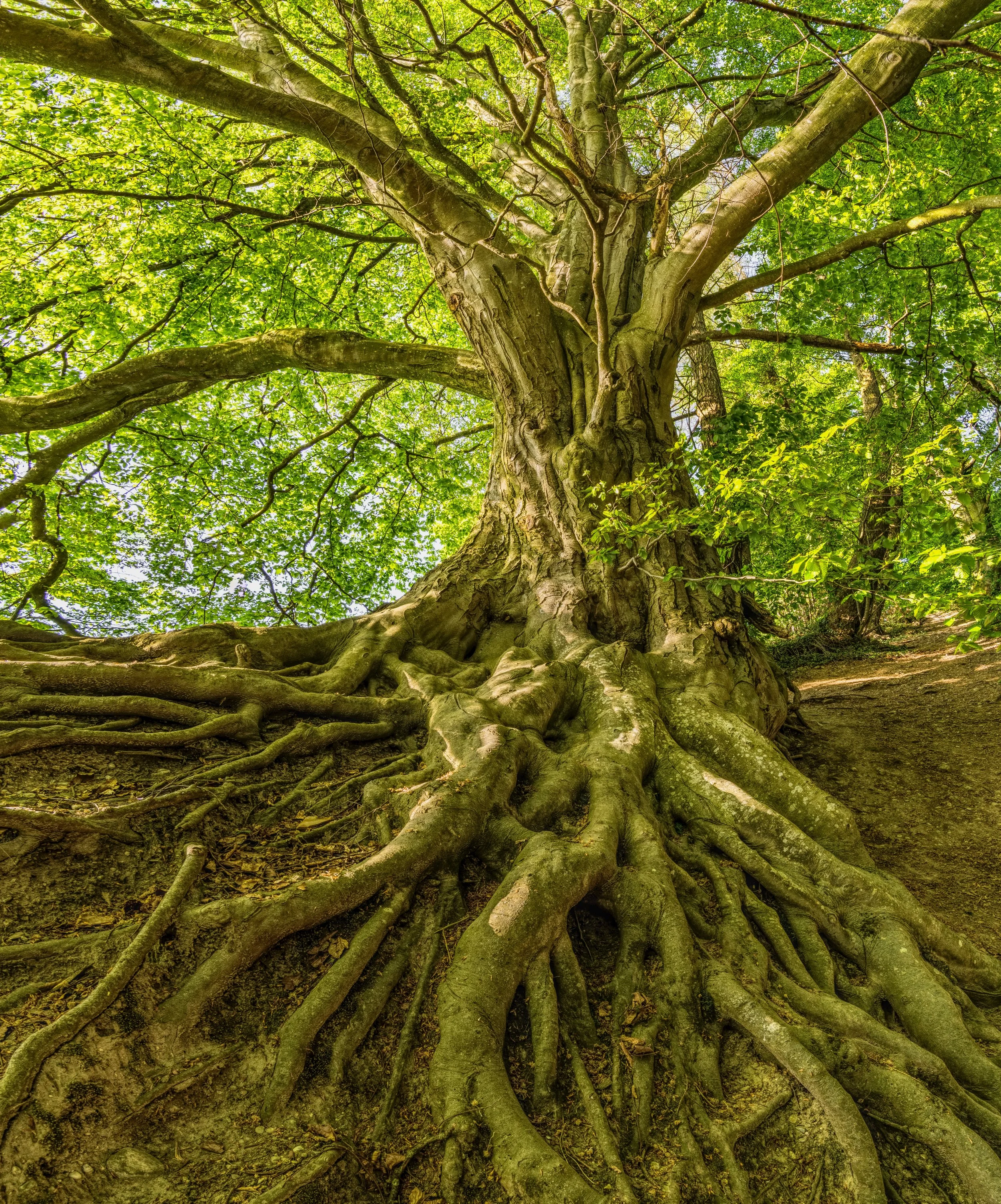 bark-beautiful-branch-1080401.jpg