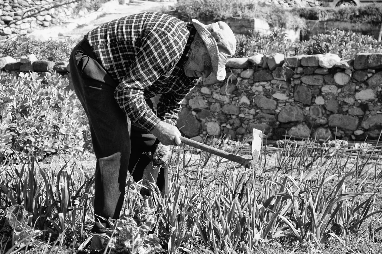 The Non-Gesture Project - Recovery of the Thermal Orchards in Caldes de Montbui Printed Publication Topos Magazine, Edition 97 Transformation At the edge of the small town Caldes de Montbui in northern Spain lie orchards that receive water through an old Roman irrigation system. In disrepair for decades, the system has now been rebuilt in a collaboration between architects and users and opened to the public.