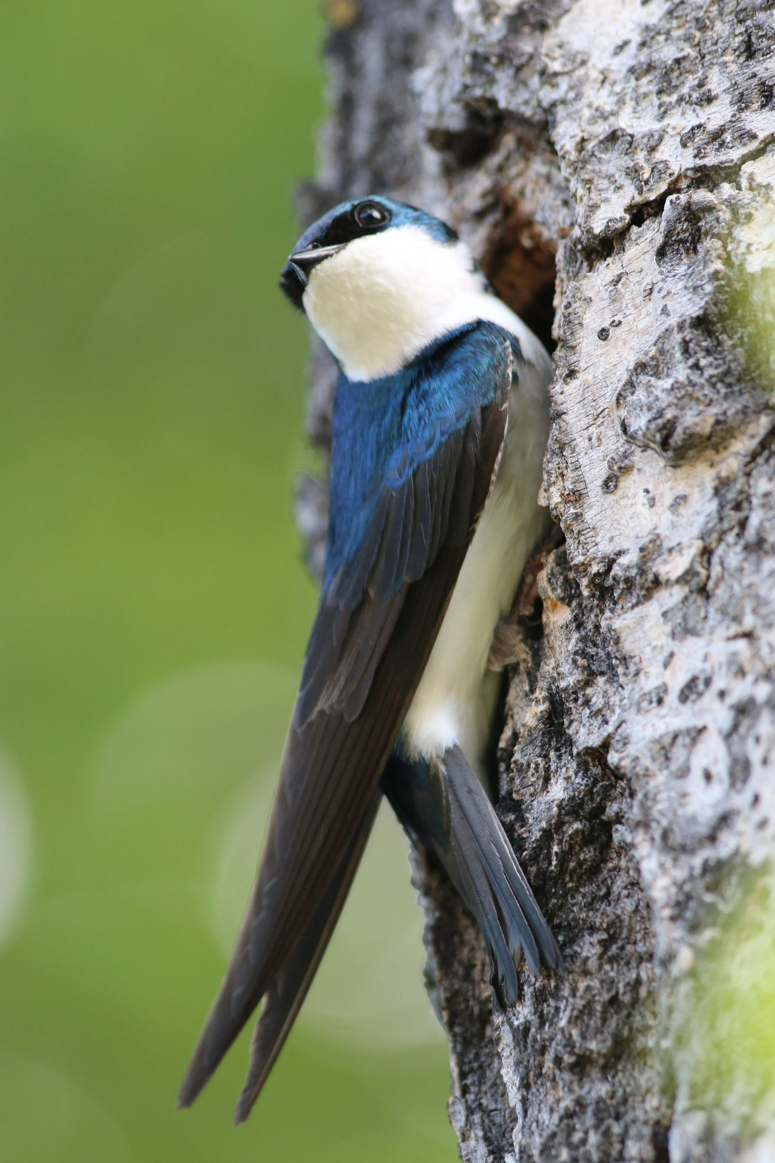 bird at Kehewin Lake June 14, 2014.JPG