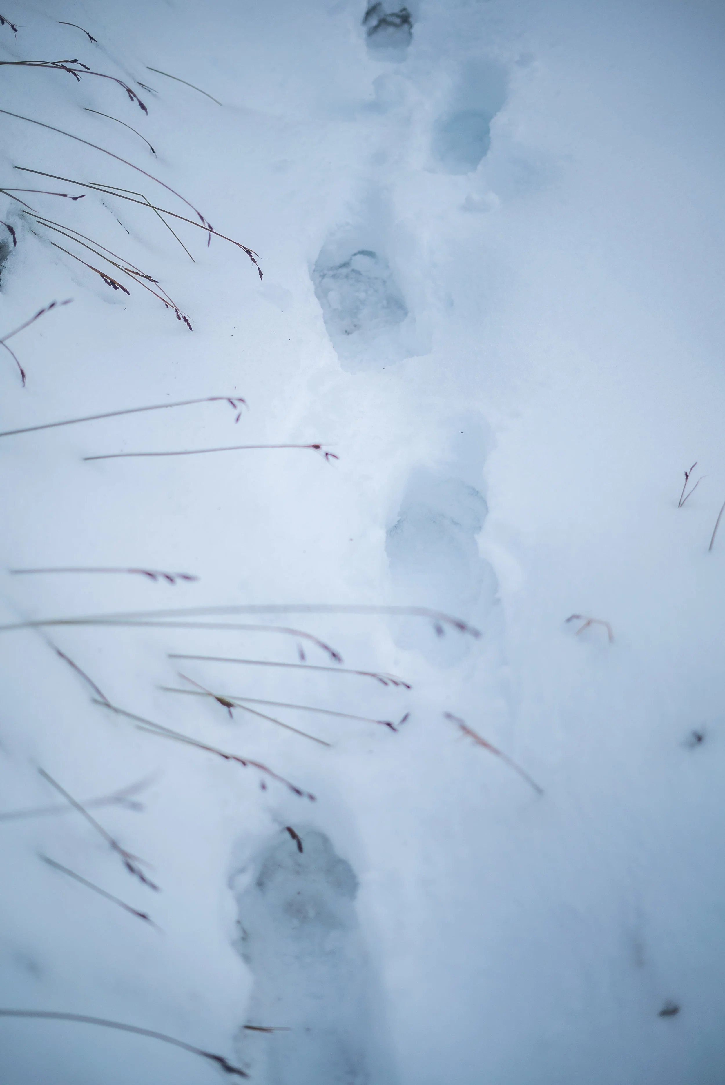 Alpenflo_Oct2019-98.jpg