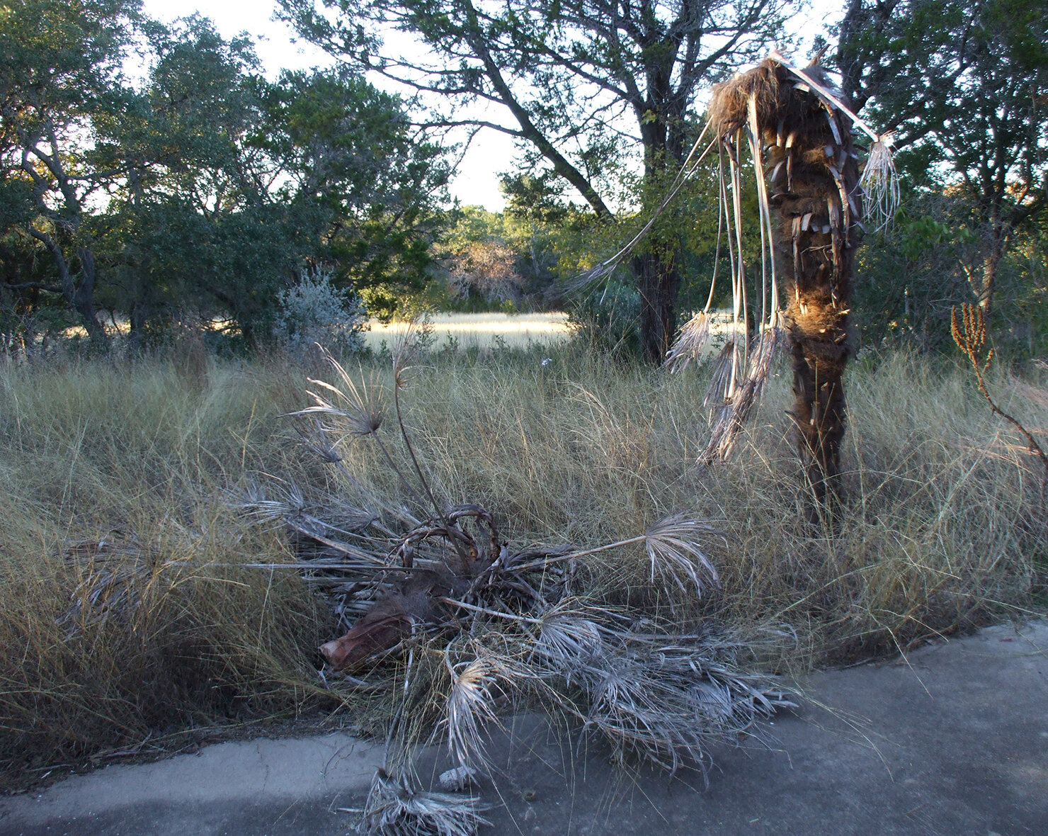 Self-Portrait as Palm Tree