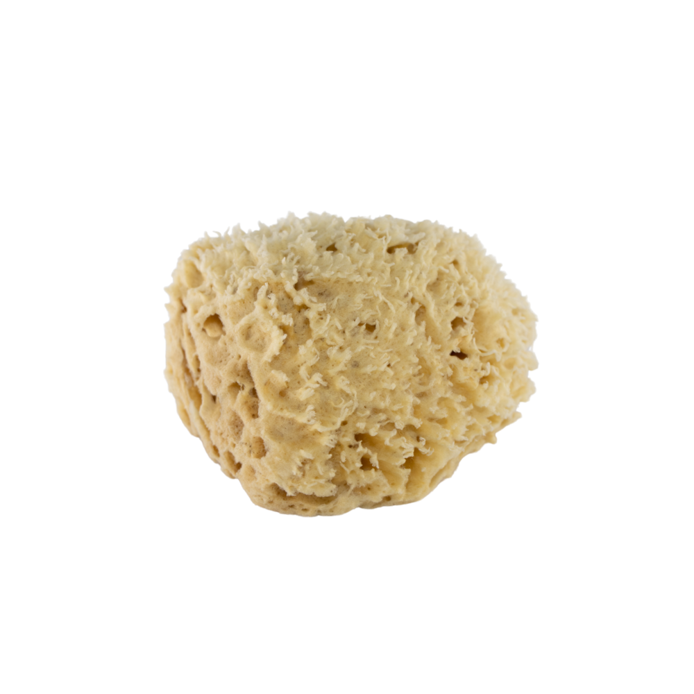 Premium Natural Wool Sea Sponge (Bath Sponge) — Nourish + Soul