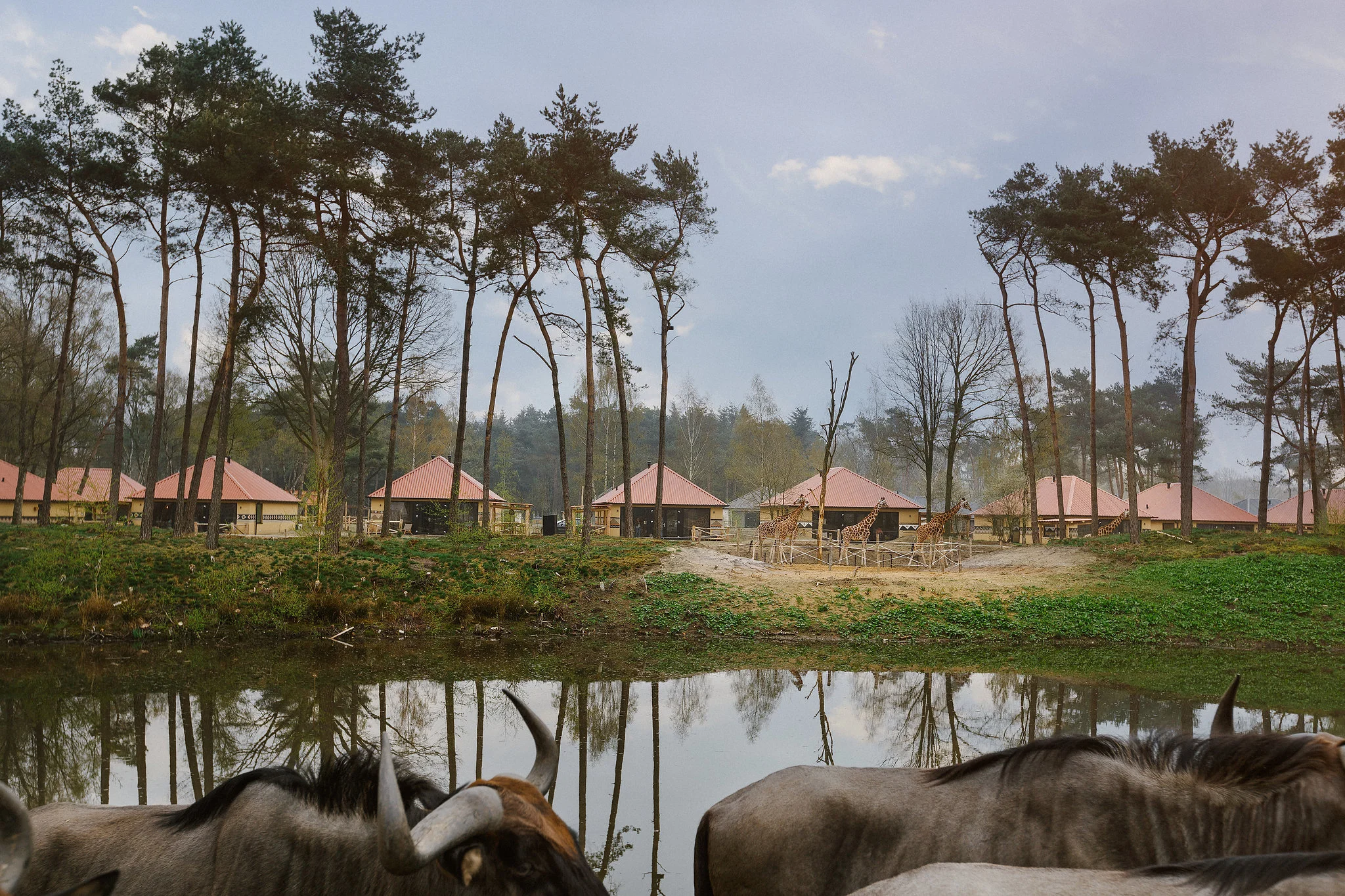 2018-04-14-Beekse-Bergen-Safari-Resort0189-bewerkt.jpg