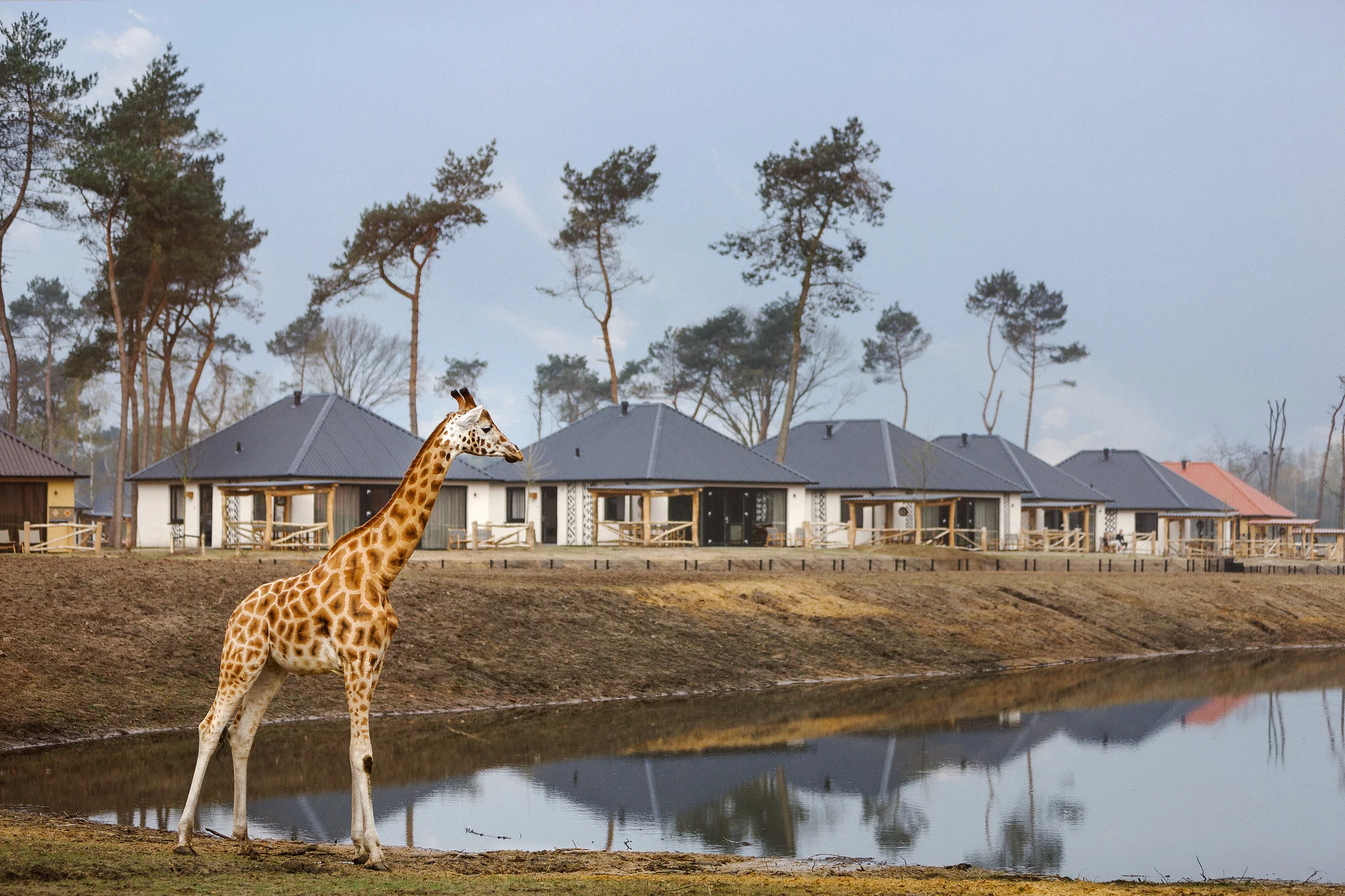 2018-04-14-Beekse-Bergen-Safari-Resort0457-bewerkt.jpg
