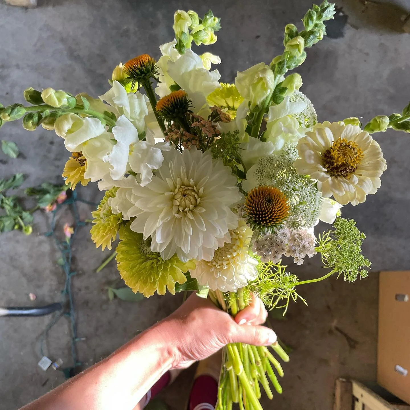 Classic beauty ✨. How do you all feel about pulling petals off echinacea? Jules @spacetwinsprovisions and I do it sometimes and I kind of love it.
.
Don&rsquo;t forget that you can buy our #spacelotus flower collab blooms at @lawrencestreetprovisions starting Wednesday each week and also at the @jeffcofarmersmarkets every Saturday. Oh and of course, at Farm Tour too ;) more news about that later ✌️.
