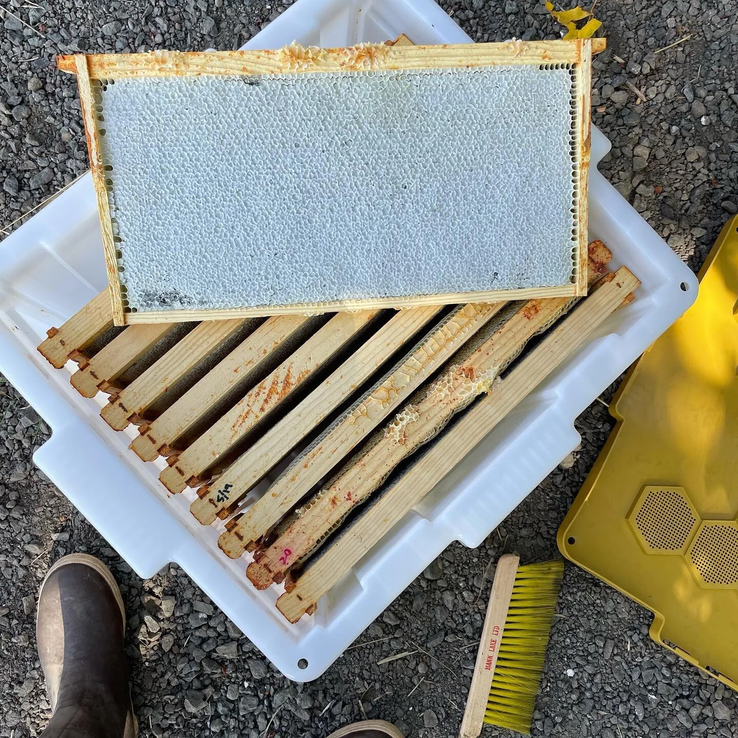 Some pics that I snapped for my alter ego @beekeepingbabe - it&rsquo;s my beekeeping diary (this isn&rsquo;t a plug to follow me cause I won&rsquo;t approve lol). I record my notes and today I recorded some honey frames that I harvested! I used a telescoping cover and left it on for TWO WEEKS and it worked just fine paired with my hive butler @thehivebutler . Much better than a fume board in my opinion. Leaving another telescoping cover on with some honeycomb cassettes that I should be able to harvest in just a bit. Next year, swarm control is my no 1 priority. The only hives I&rsquo;m harvesting from are the only few that didn&rsquo;t swarm. All the others swarmed multiple times. They really lag behind during the honey flow and then struggle in the dearth that follows. #notesfornextyear