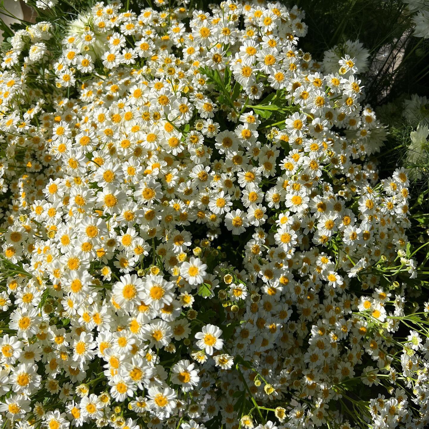 Feverfew is here 🤍 my favorite flower. The blooms are starting to really come now!
.
Swipe to see Jules @spacetwinsprovisions picking some magic singles during harvest this morning.