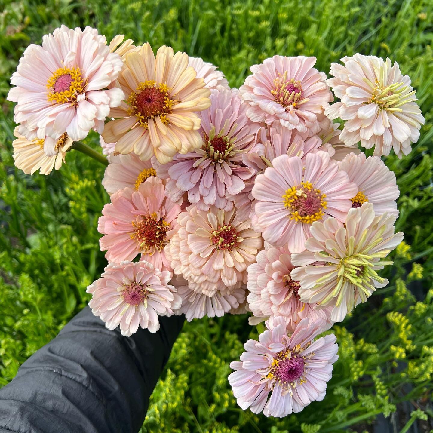 Zinnias 🌸! Every year we have a little patch of these @dawncreekfarm seeds and this is the year that we are going to collect our own seed for the future. I love all the light blush and peach tones 🍑. Jules @spacetwinsprovisions and I are still blow