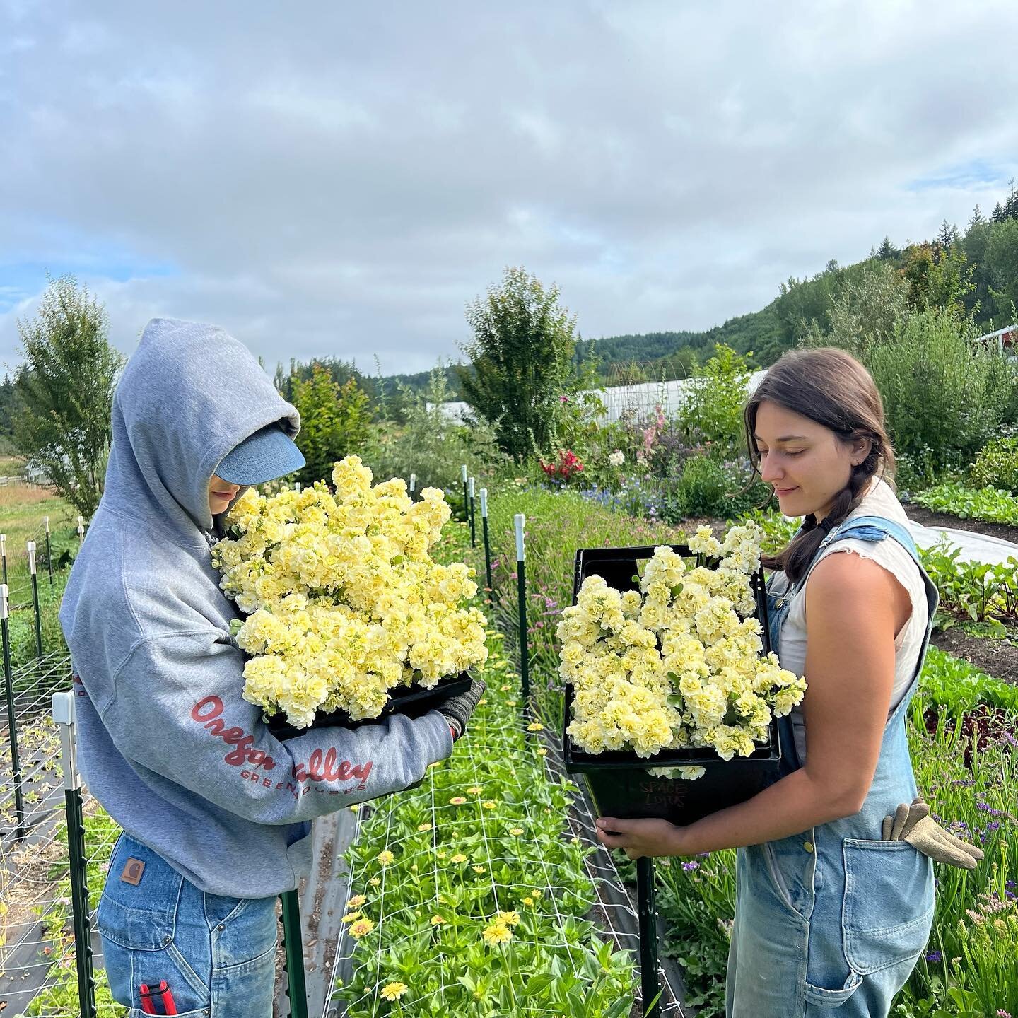 Jules @spacetwinsprovisions with Yasmin @yasmin___ahmad harvesting stock the other day for @seattlewholesalegrowersmarket 🌼. We have a full service wedding coming up this weekend and lots of bulk bucket orders coming up too! Definitely feeling the e
