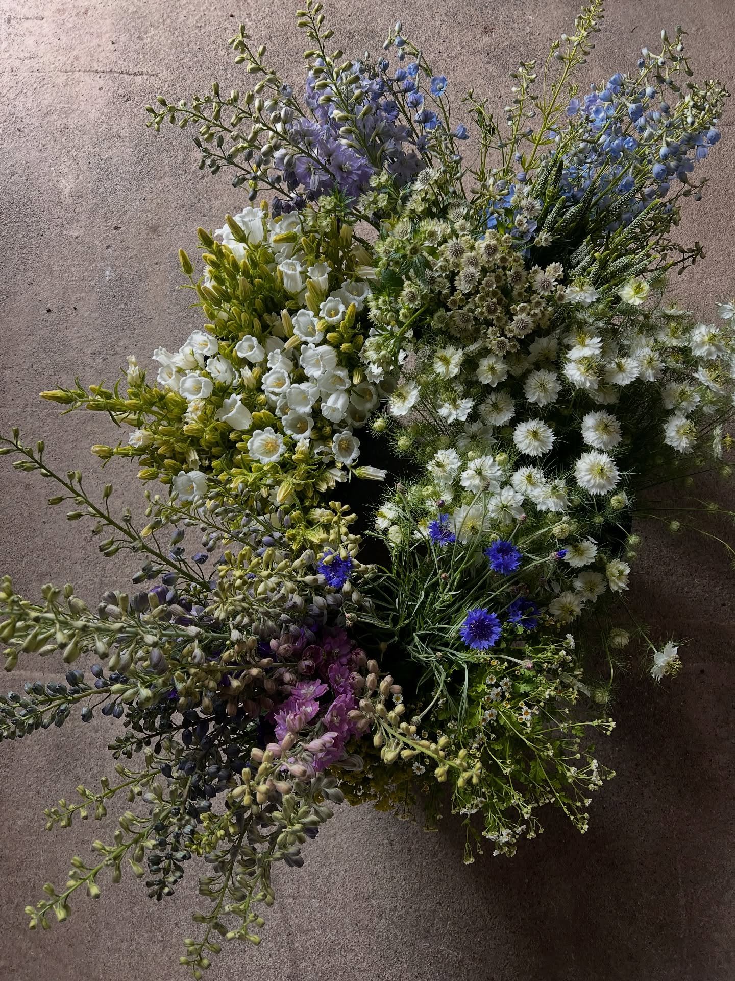 Canterbury bells and our fave lilac and blue hue blooms, pleasure path day with space lotus (we put roses in our hair as we worked), a little new addition to the farm coming (!), walks with Niall down to the sheep, fencing project continues and Dakot