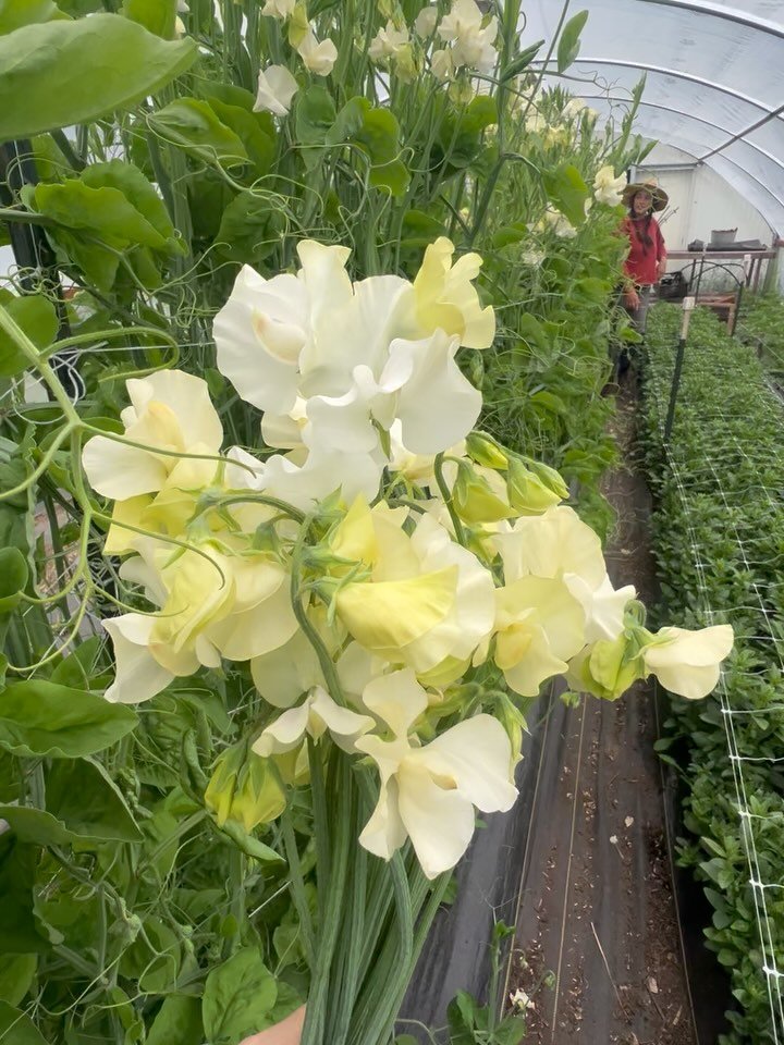 &ldquo;Goodnight chainsaw! Buy some eggs, buy some apples, some lettuce.. lettuce.. lotus.. white lotus!&rdquo; -what meadow blurts out at bedtime stories

Recent things: sweet pea season and I&rsquo;m back with the flower gals!, sheep &amp; mist in 