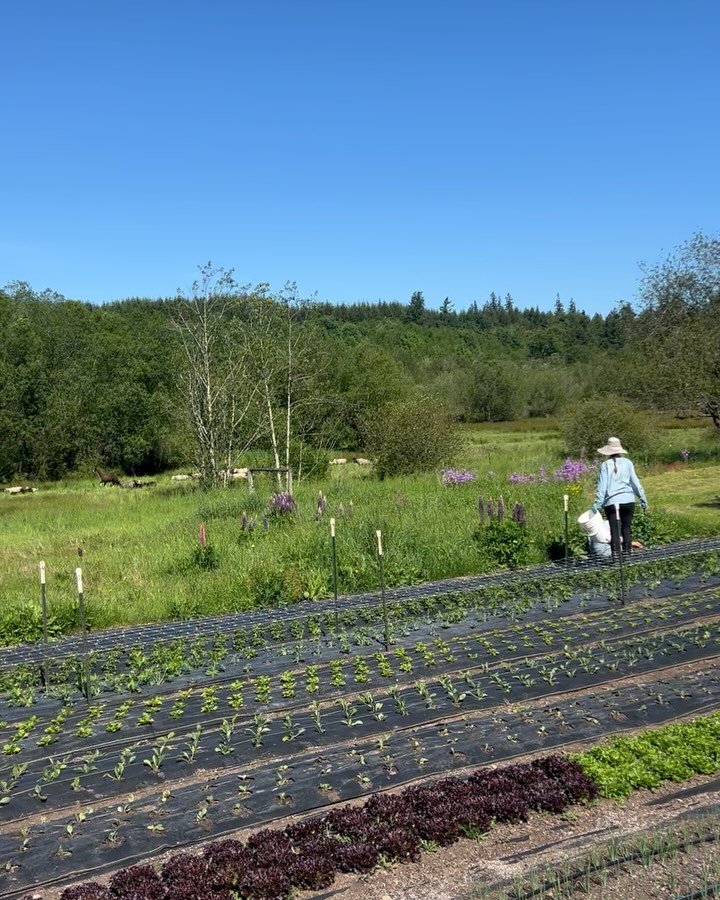 🌱 sheep move onto fresh pasture in valley while flowers get pinched, countertops on-  now just final details to go!, meadow and Jules walk the pleasure path, delivery van with the crew, just for fun community squash patch, fresh outta the oven, swee