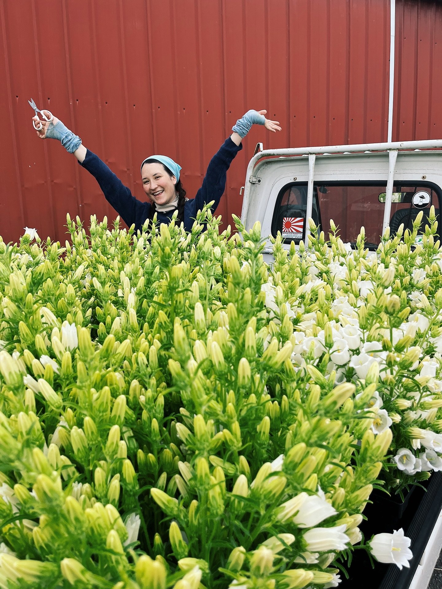 Canterbury season 🔔🤍. Space lotus harvest yesterday- 16 buckets of these beauties, vining sweet peas, veronica and delphinium. 

@spacetwinsprovisions #flowerfarmer