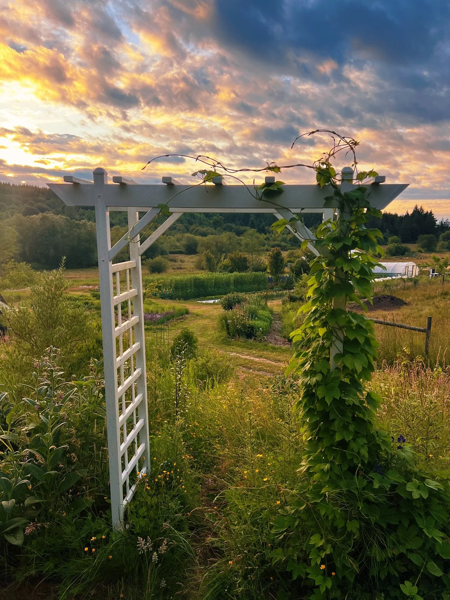 Recent scenes 🤍 hops and garden view, baby clive joins me in the bakery, pad ready to go, yasmin and the sweet peas :), uncle caca with a daisy in his hair, meadow with the herbs, new paint on the barn thanks to Joe!, lots of sunsets, Niall and Dak 